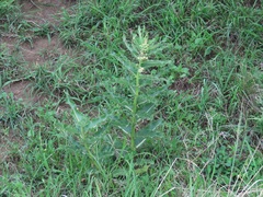 Xysmalobium undulatum