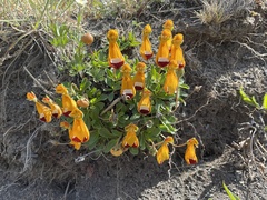 Calceolaria uniflora