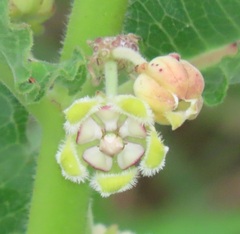 Xysmalobium undulatum