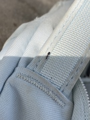 Xenomyrmex floridanus