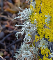 Ramalina siliquosa