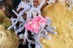 Taenianotus triacanthus