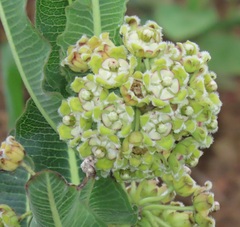 Xysmalobium undulatum