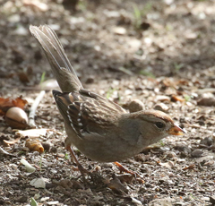 Zonotrichia leucophrys