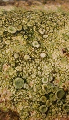 Lecanora
