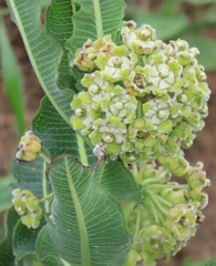 Xysmalobium undulatum