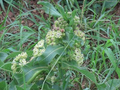 Xysmalobium undulatum