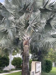 Bismarckia