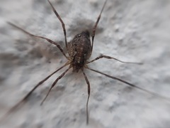 Paroligolophus agrestis