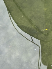 Archosargus probatocephalus