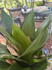 Asparagaceae