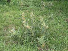 Xysmalobium undulatum