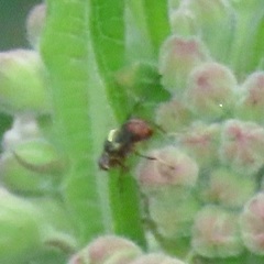 Xysmalobium undulatum