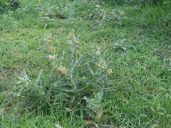 Xysmalobium undulatum