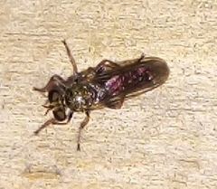 Laphriinae