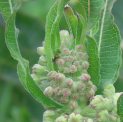 Xysmalobium undulatum