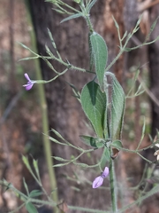 Dicliptera paniculata
