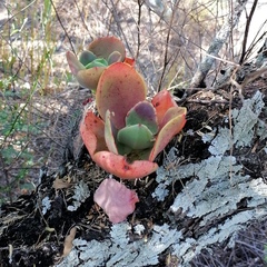 Echeveria