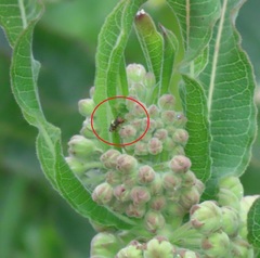 Xysmalobium undulatum