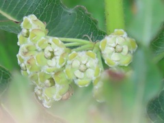 Xysmalobium undulatum