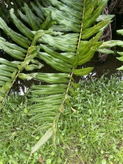 Acrostichum danaeifolium