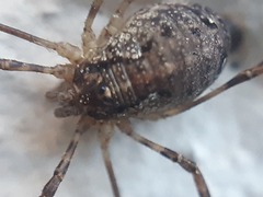 Paroligolophus agrestis