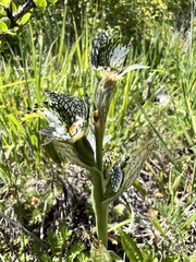 Chloraea magellanica