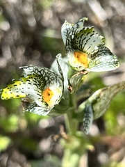 Chloraea magellanica