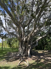 Ficus benghalensis