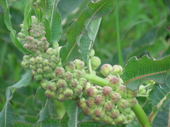 Xysmalobium undulatum