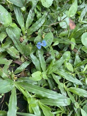 Commelina diffusa