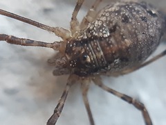 Paroligolophus agrestis