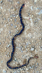 Erythrolamprus epinephalus