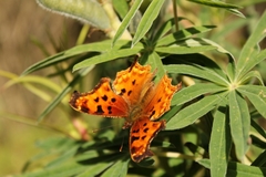 Polygonia g-argenteum
