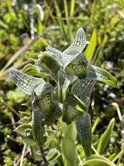 Chloraea magellanica