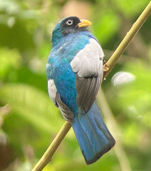Trogon comptus