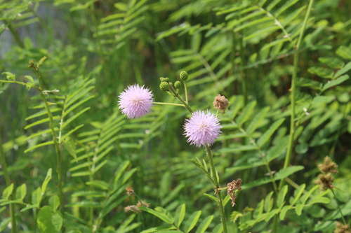 Giant Sensitive Plant