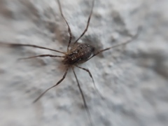 Paroligolophus agrestis