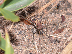 Elliptica transversefasciata