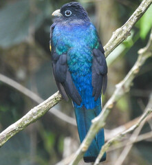 Trogon chionurus