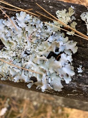 Myelochroa aurulenta