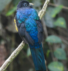 Trogon chionurus