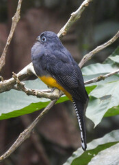 Trogon chionurus