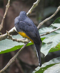 Trogon chionurus