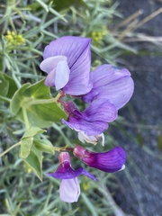 Lathyrus magellanicus
