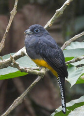 Trogon chionurus
