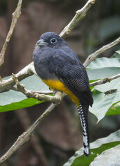 Trogon chionurus