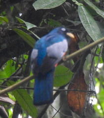 Trogon comptus