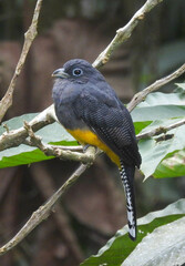 Trogon chionurus