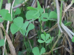 Marsilea fenestrata